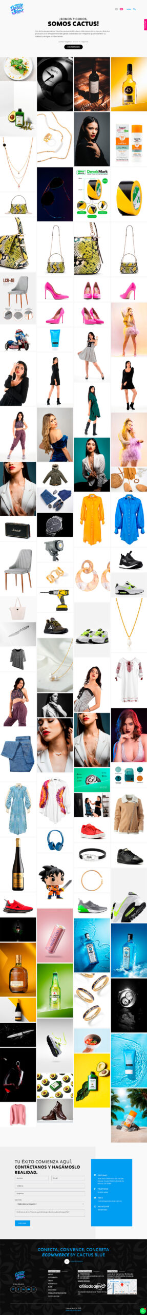 portafolio cactus blue